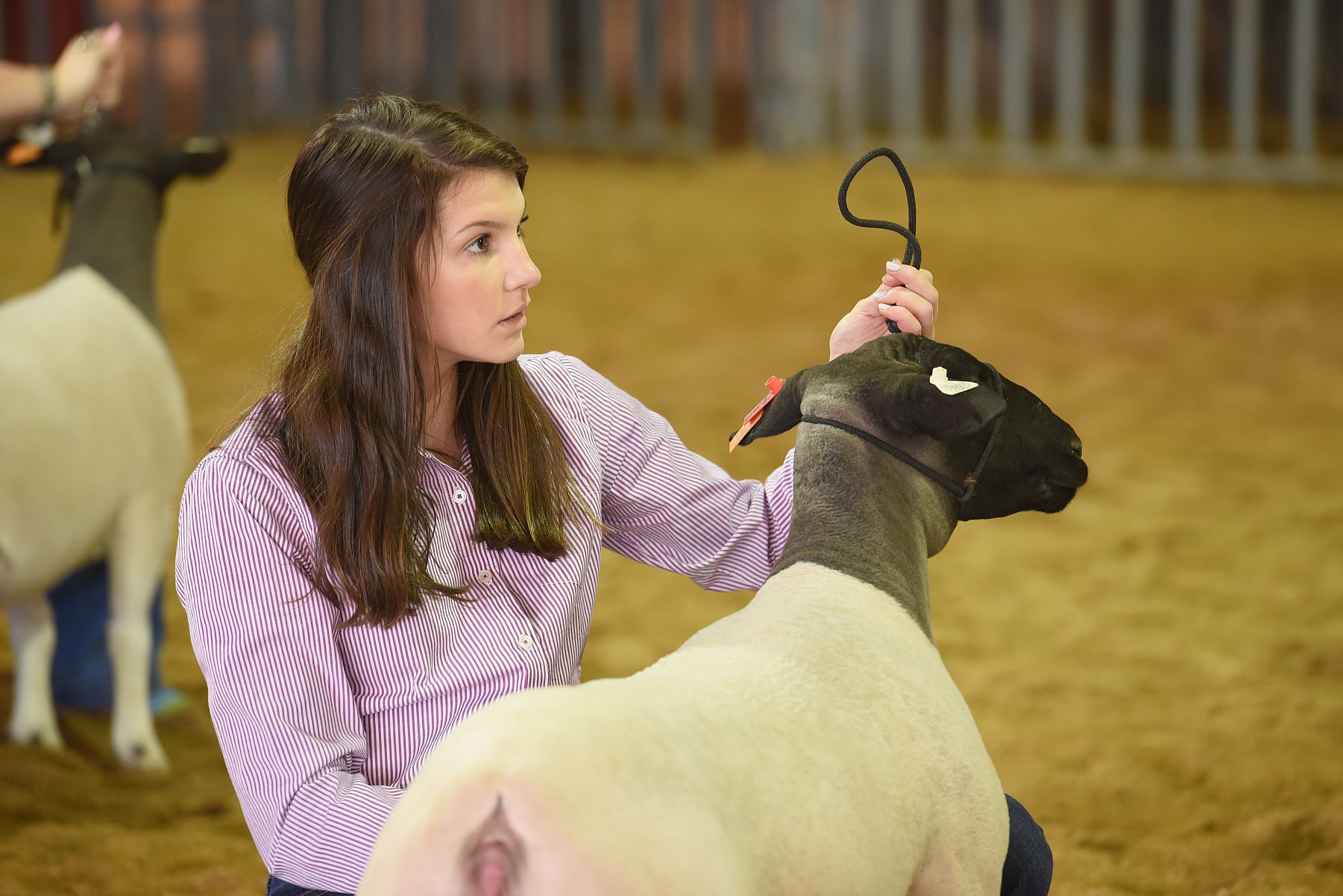 2019 Denton County Youth Fair Past Shows 2019 Shows We Know Livestock