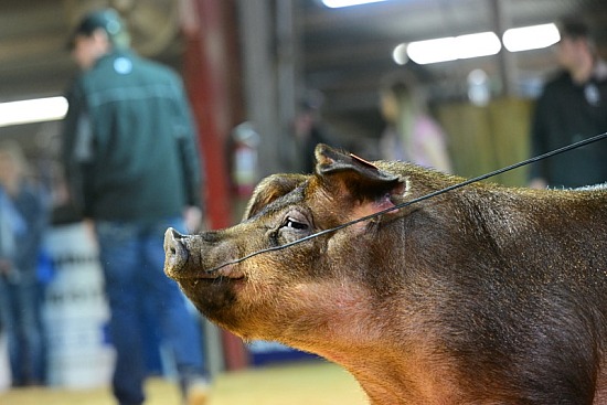 2023 Denton County Youth Fair