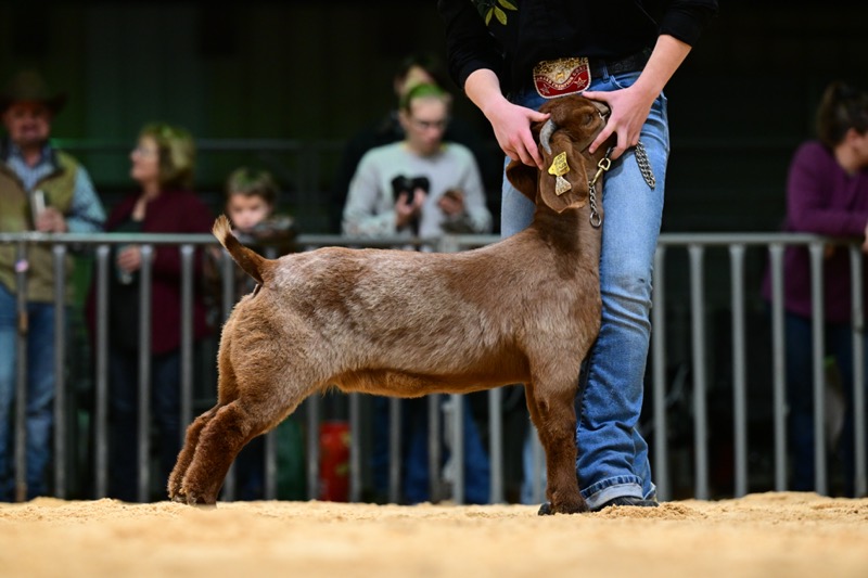 2024 Medina County Junior Livestock Show 2024 Shows We Know Livestock   Large 5aedf224c 1KA24 12 6218.JPG